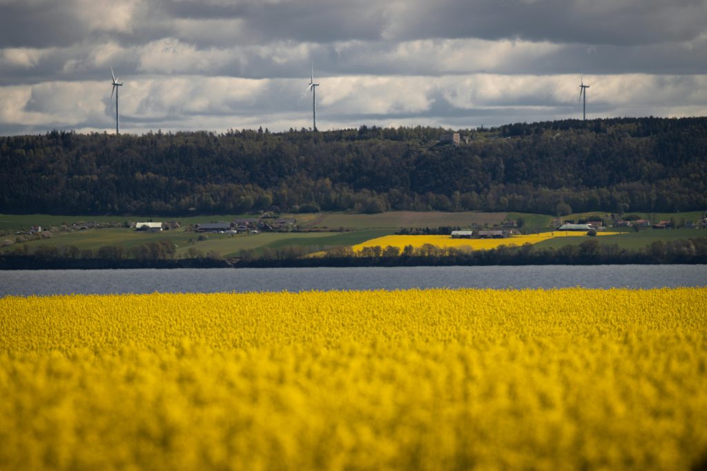 Healthy organic crops grown using sustainable farming practices